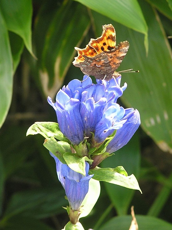 四阿山 -- シータテハかな？