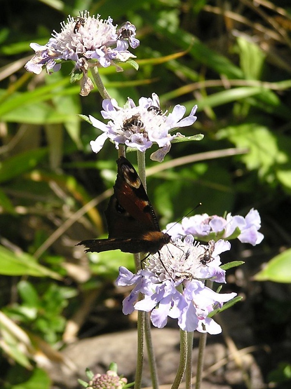 四阿山 -- マツムシソウとクジャクチョウとハチたち