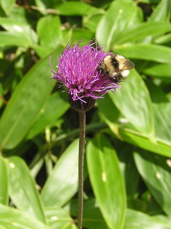 四阿山 -- ノアザミとオオマルハナバチ