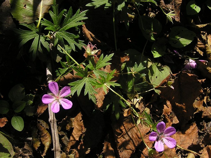 四阿山 -- ハクサンフウロ