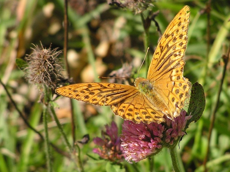 四阿山 -- ミドリヒョウモンかな？