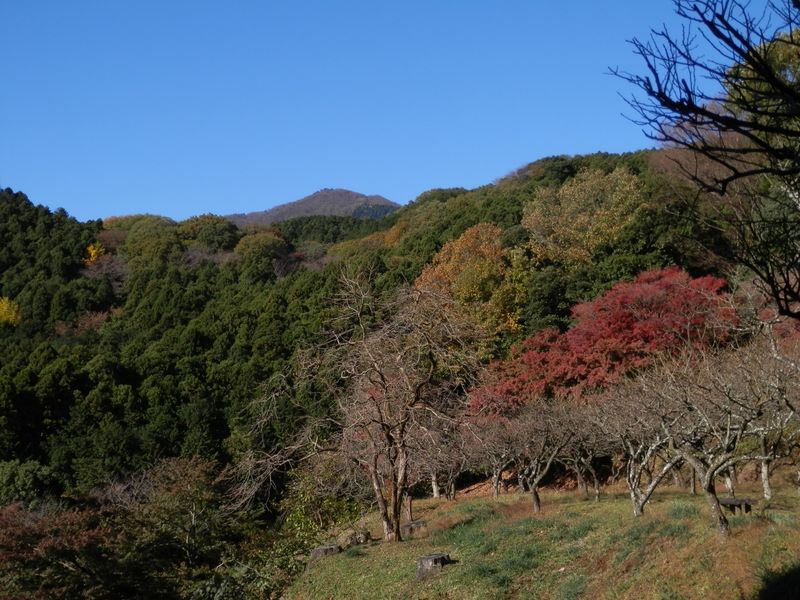 日向薬師の梅林より大山を望む