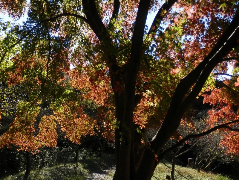 日向薬師梅林の豪快なモミジ