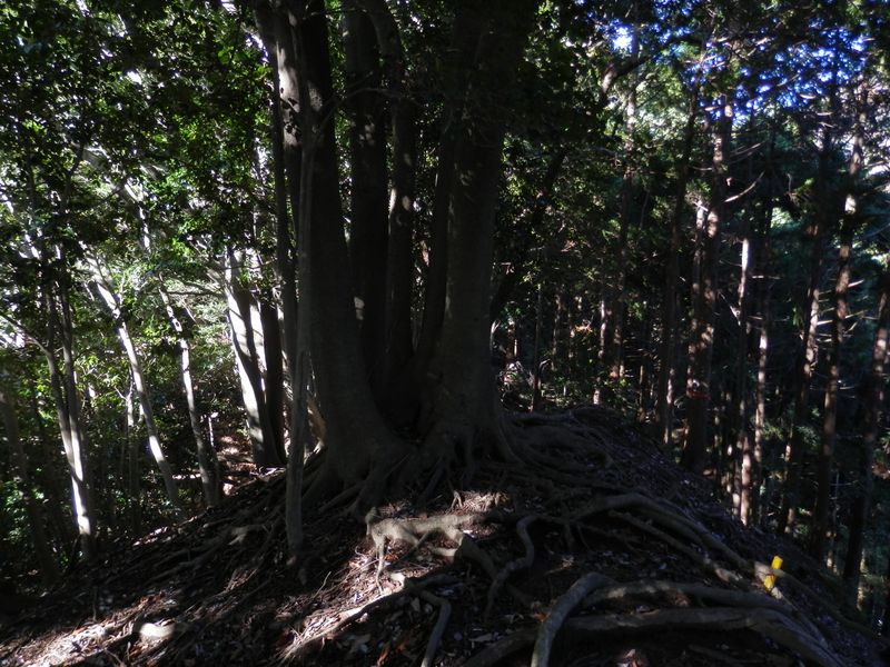 やせ尾根に株立ちするウラジロガシ