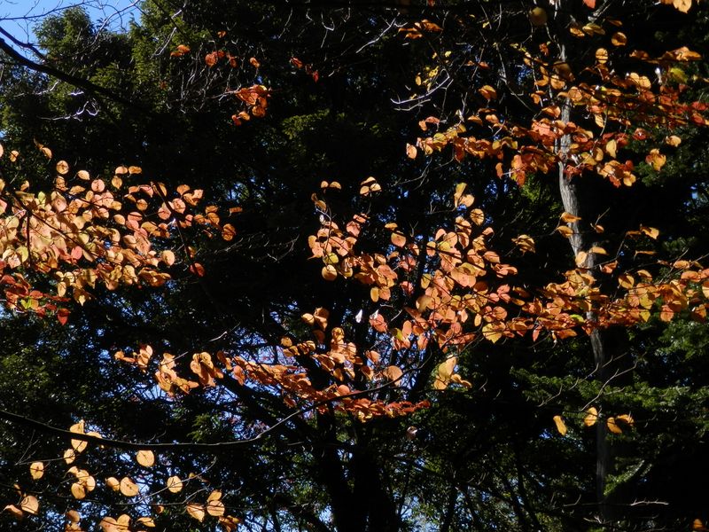 可愛らしい紅葉