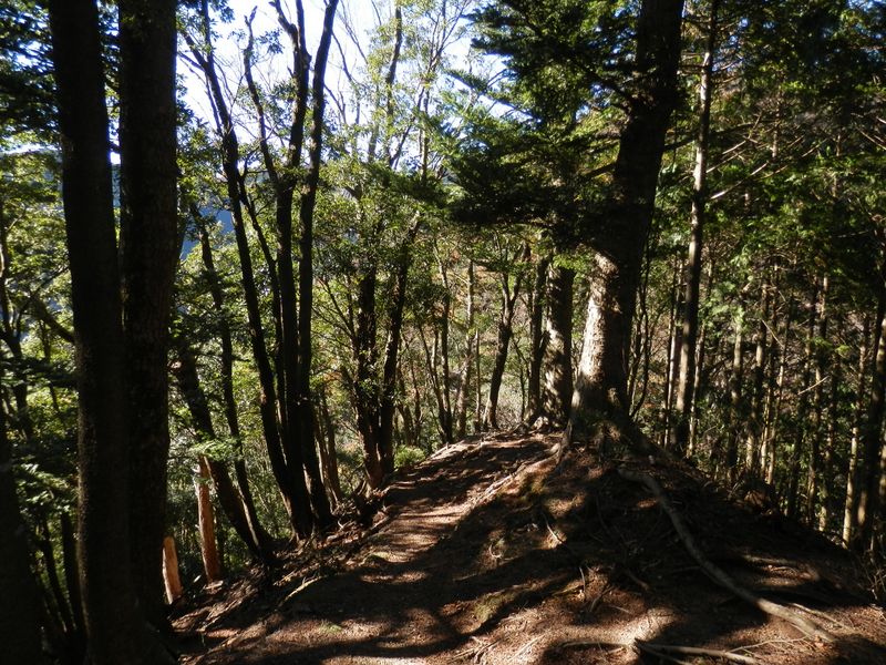 この付近はモミの木が多い