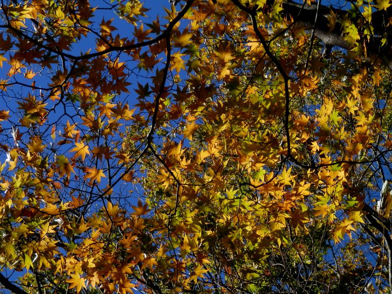 イロハモミジの黄葉