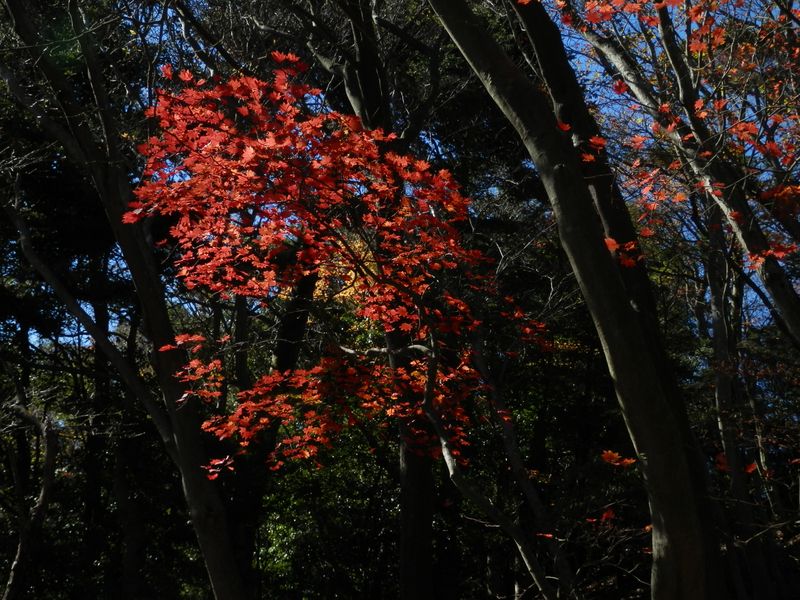 昼食は、風流な紅葉を見ながら