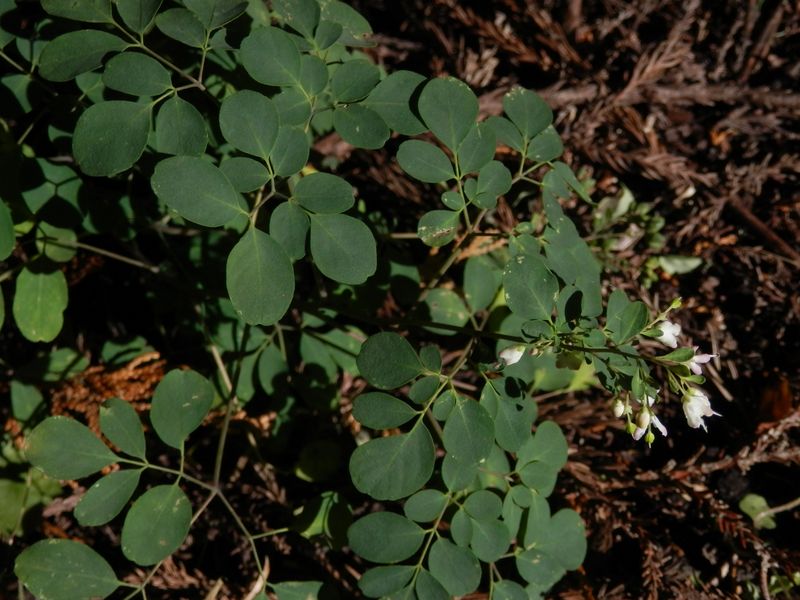 マツカゼソウの咲き残り