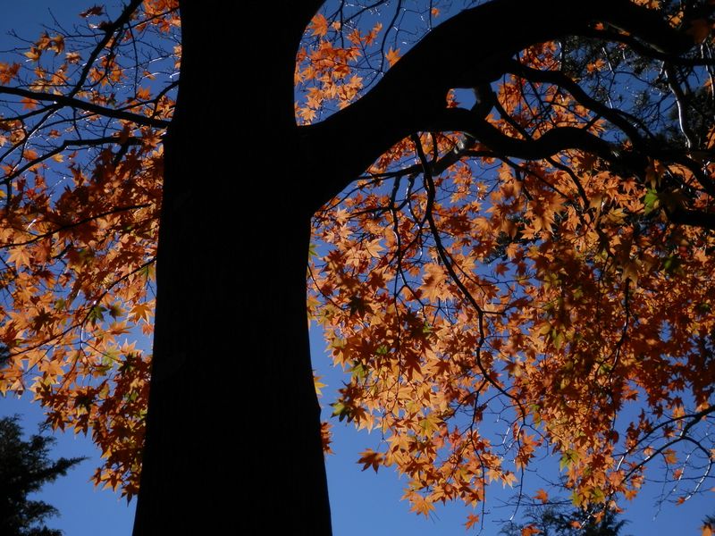 黄葉はこの木が最も美しかった