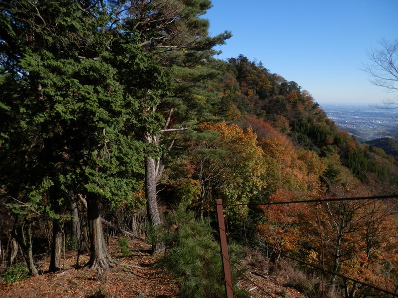 見晴広場Ａまで松並木が続く