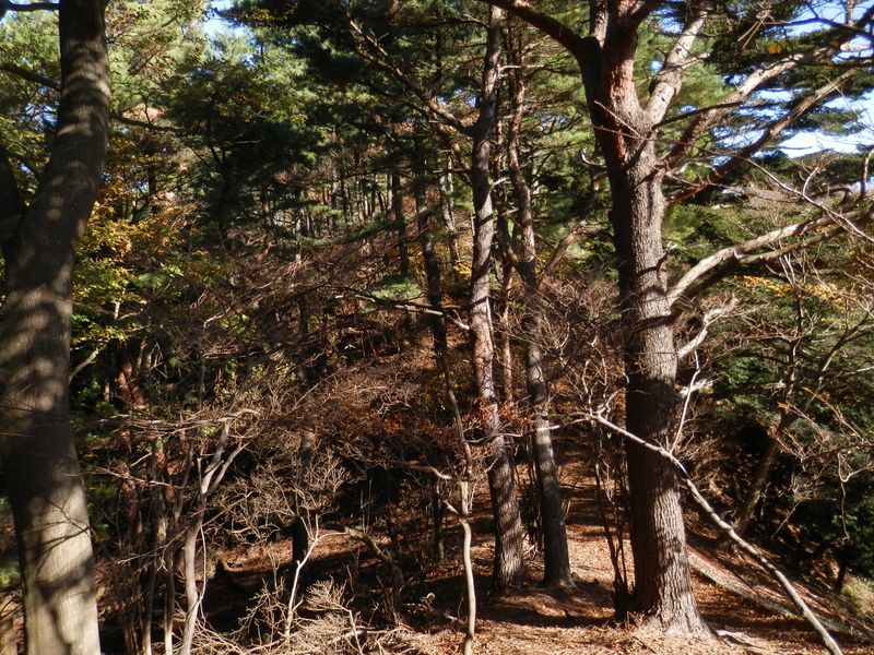 見晴広場の西方の松並木