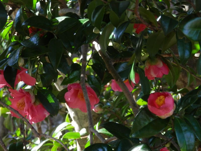 勝手に命名した「弁天椿」