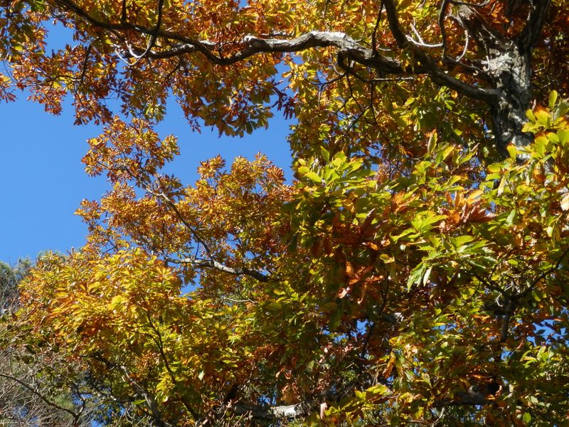 弁天御髪尾根 -- このコナラはきれいな黄葉