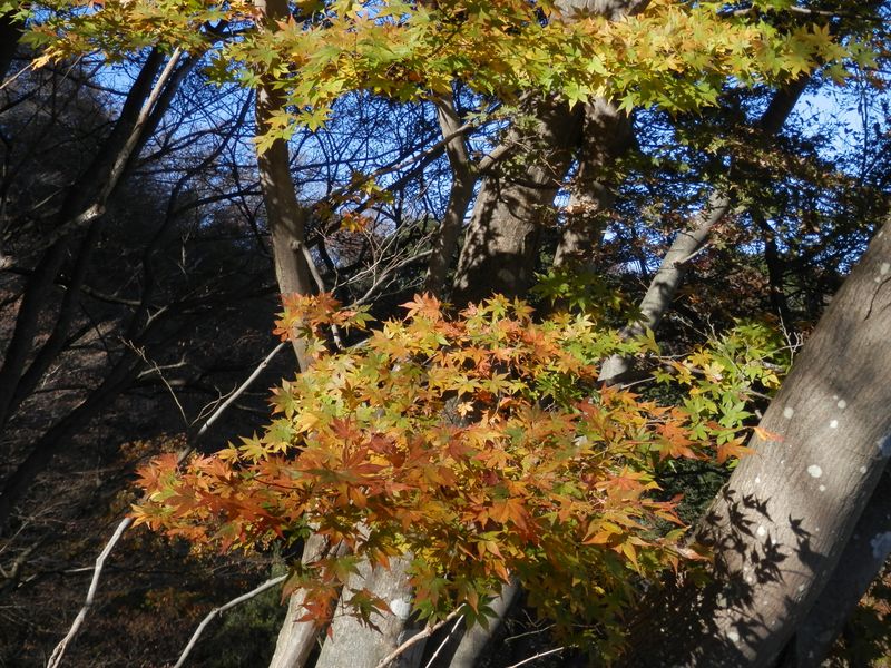 弁天見晴の近くにあったモミジ