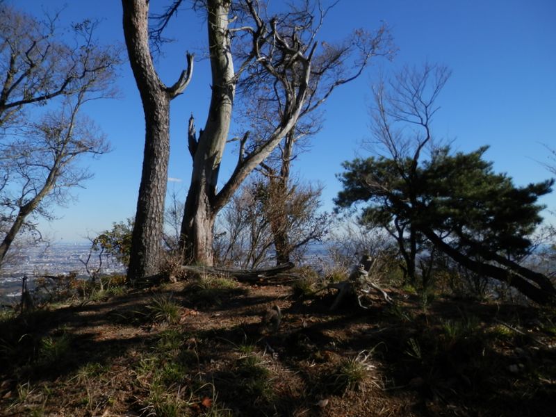 中弁天のアカマツ