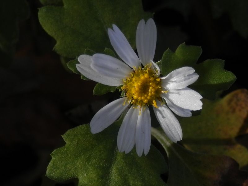 リュウノウギク