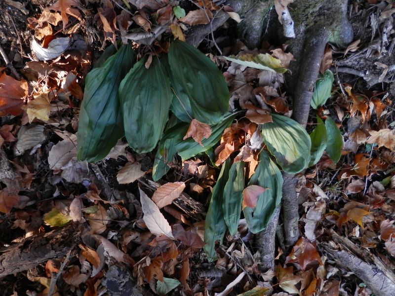 ふにゃふにゃした緑の葉