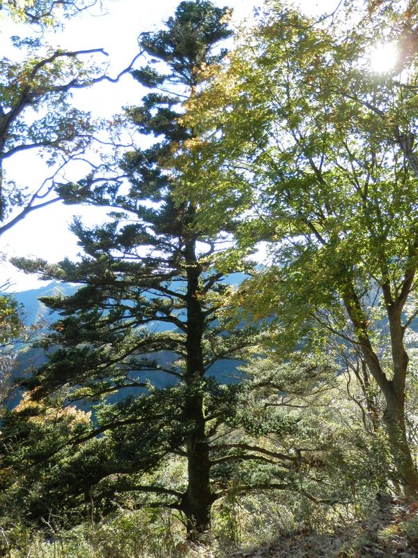 弁天御髪尾根 -- 堂々たるモミ