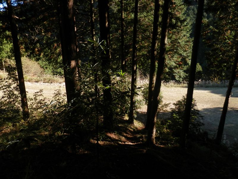 林道に下り立つ