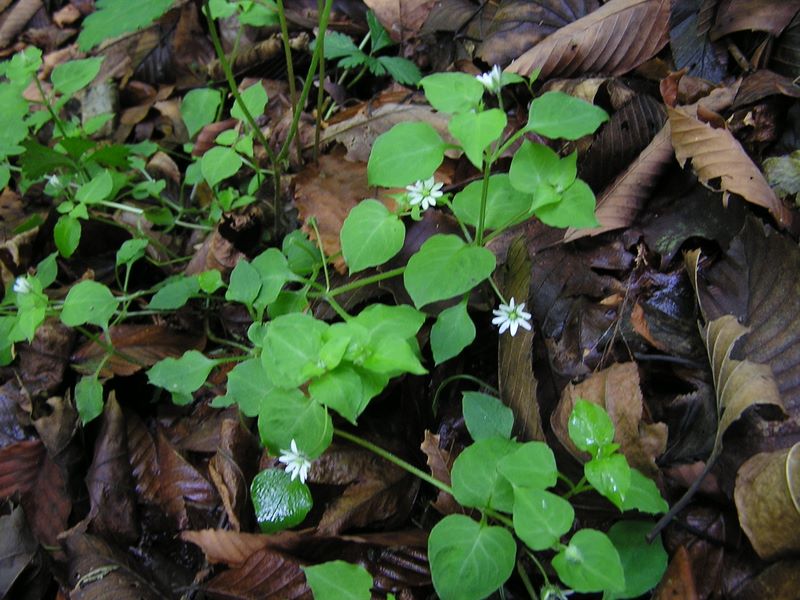 棒ノ折山から岩茸石山 -- ハコベ