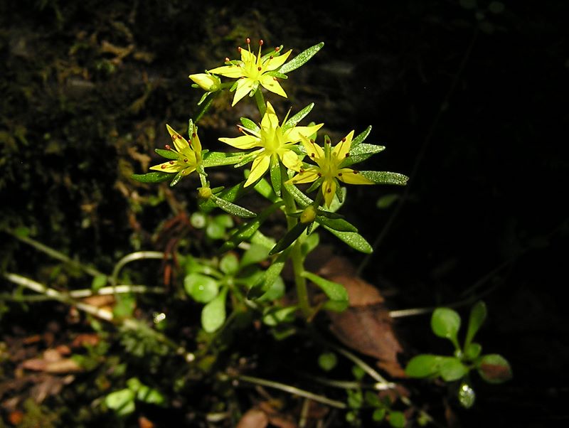 棒ノ折山から岩茸石山 -- ヒメレンゲもたくさん咲いていた