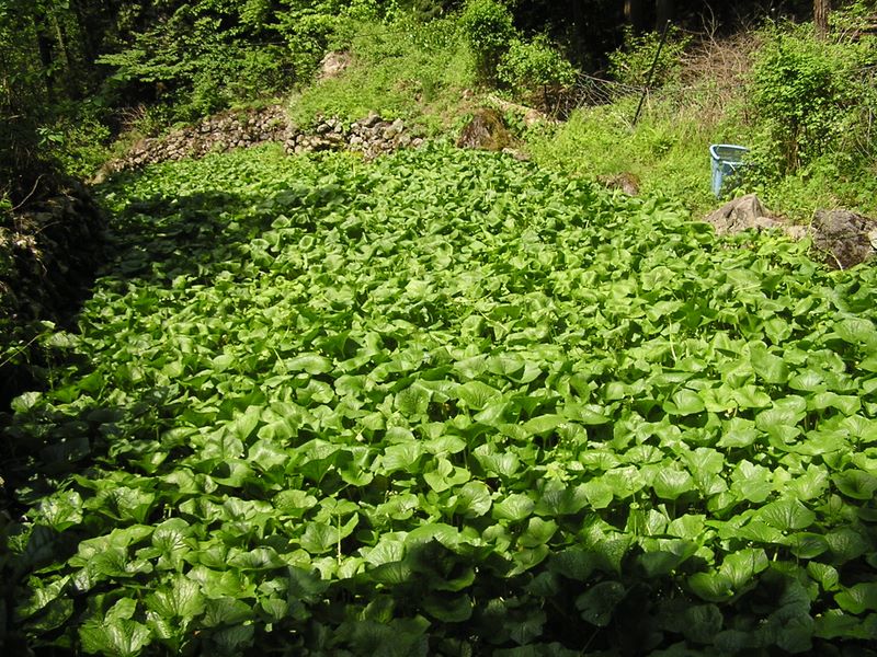 棒ノ折山から岩茸石山 -- 渓流をびっしりと埋め尽くすヤマワサビ