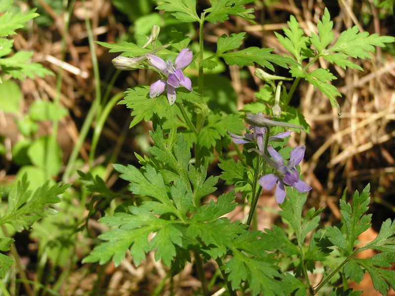 棒ノ折山から岩茸石山 -- セリバヒエンソウ
