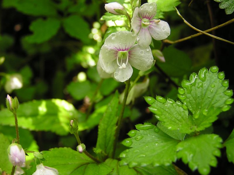 棒ノ折山から岩茸石山 -- 10：14　クワガタソウの花を正面から見る