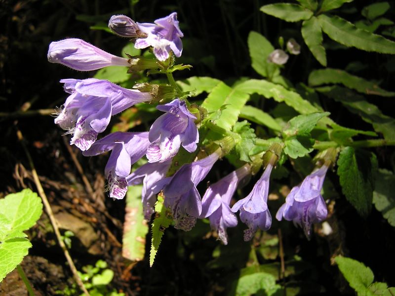 棒ノ折山から岩茸石山 -- ラショウモンカズラ