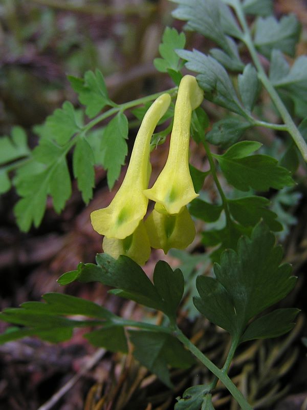 棒ノ折山から岩茸石山 -- ミヤマキケマン