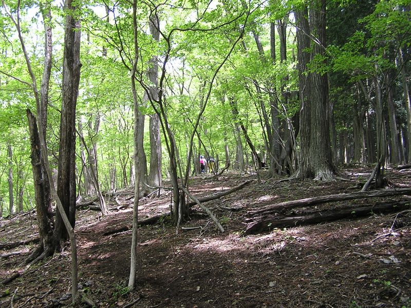 棒ノ折山から岩茸石山 -- 急登の合間のなだらかな部分でほっとする