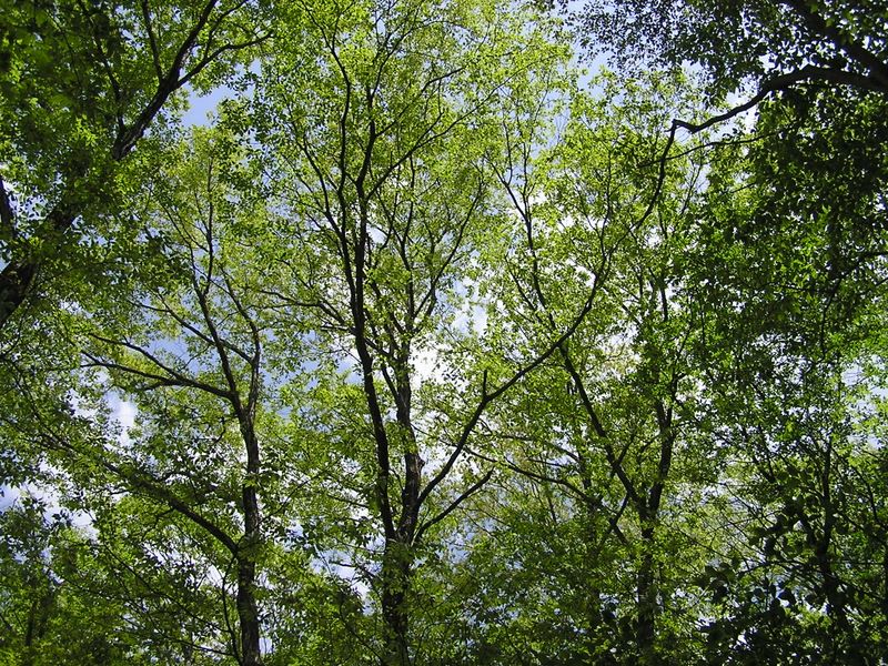 棒ノ折山から岩茸石山 -- コナラなどの広葉樹林