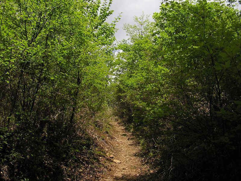 棒ノ折山から岩茸石山 -- モミジイチゴの茂みを抜けるといよいよ山頂