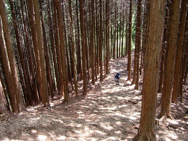 棒ノ折山から岩茸石山 -- 権次入峠から黒山に向かう尾根の杉林