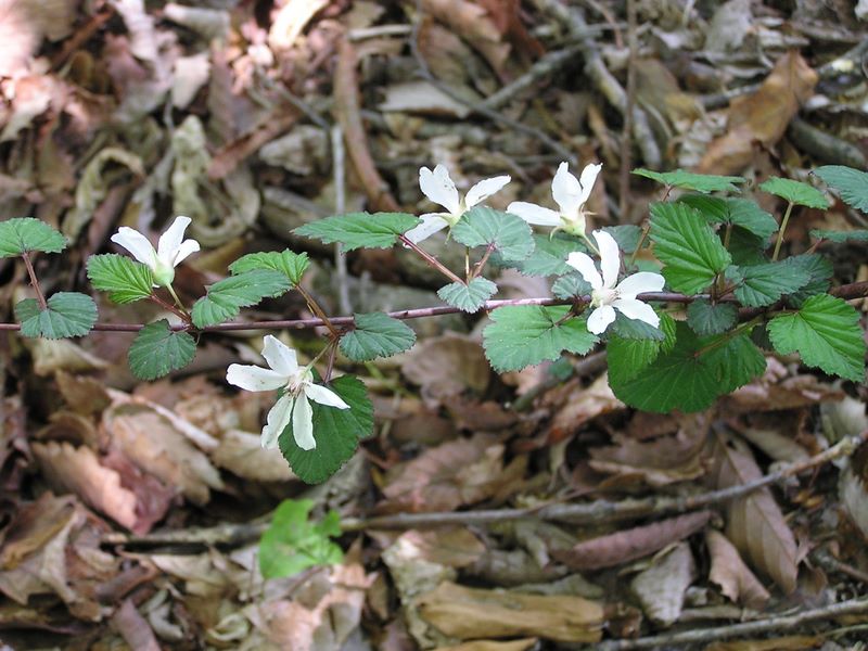 棒ノ折山から岩茸石山 -- ニガイチゴの花