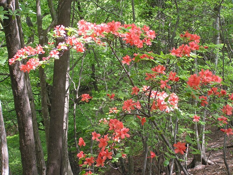 棒ノ折山から岩茸石山 -- ヤマツツジが多い