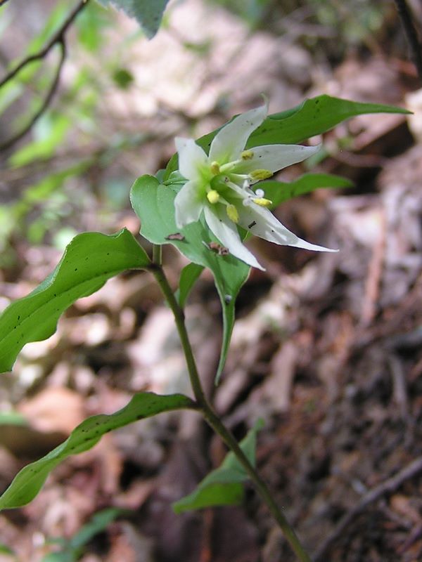 棒ノ折山から岩茸石山 -- チゴユリ