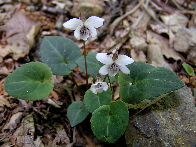 棒ノ折山から岩茸石山 -- フモトスミレかな？