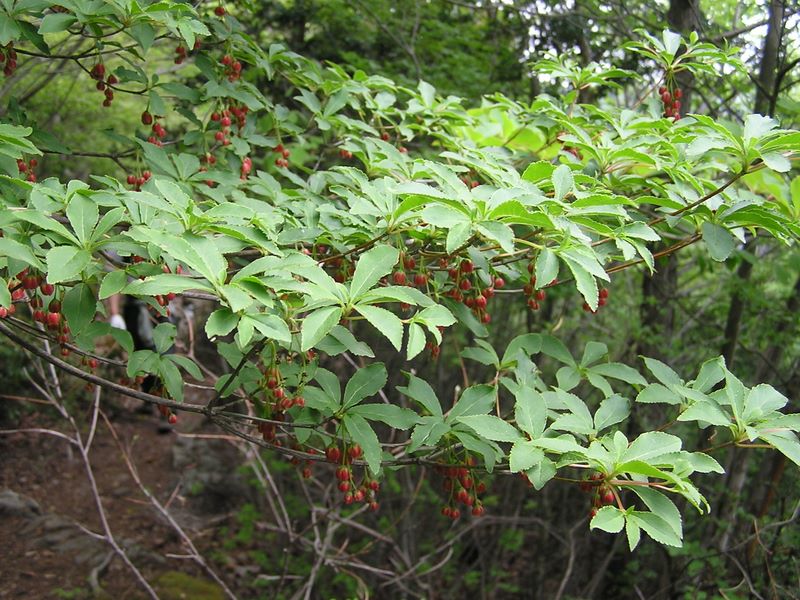 棒ノ折山から岩茸石山 -- チチブドウダン
