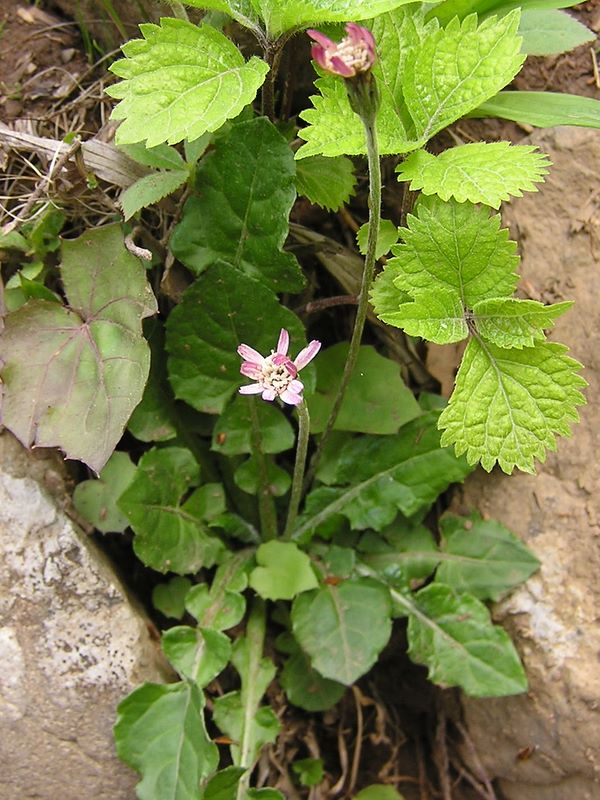 棒ノ折山から岩茸石山 -- センボンヤリ（ムラサキタンポポ）