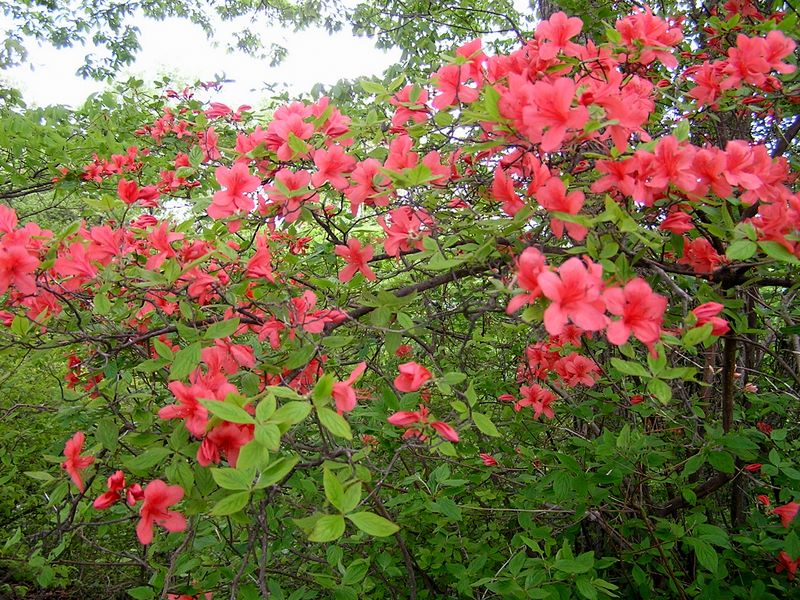 棒ノ折山から岩茸石山 -- 岩茸石山山頂のヤマツツジ