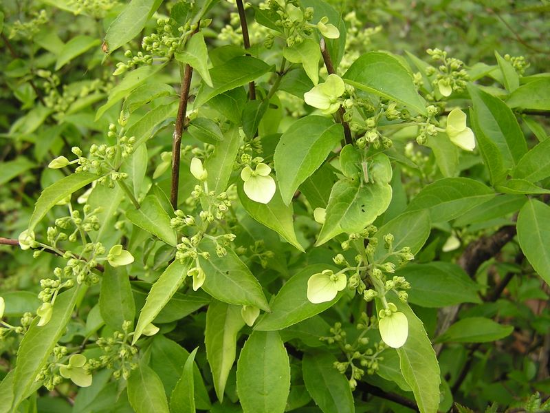 棒ノ折山から岩茸石山 -- これから白くなるガクウツギ