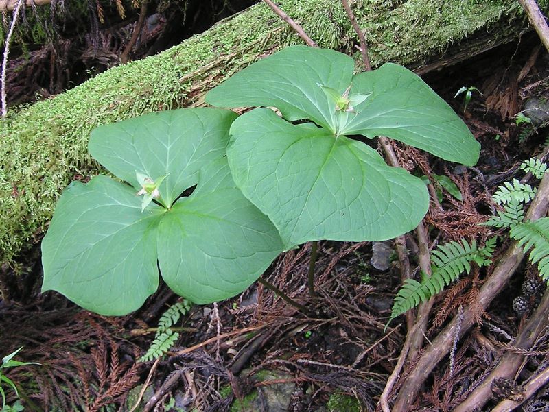 棒ノ折山から岩茸石山 -- がく片のしぼんだエンレイソウ
