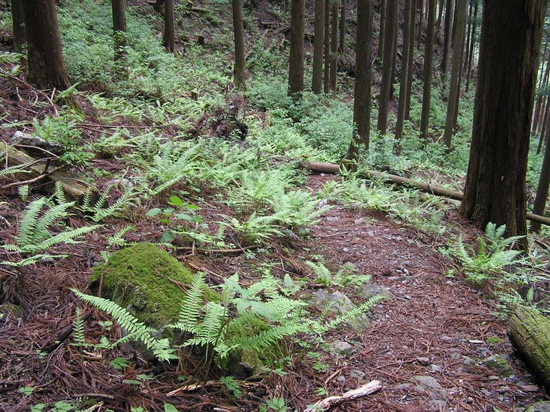 棒ノ折山から岩茸石山 -- 静かな山がいっそう静かに思えるシダ類の群生