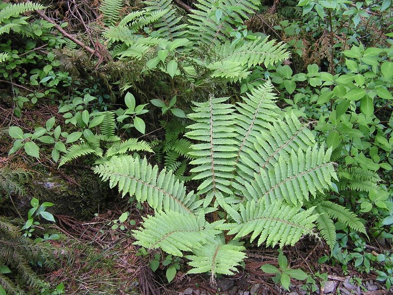 棒ノ折山から岩茸石山 -- かごシダ