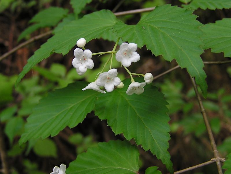 棒ノ折山から岩茸石山 -- オトコヨウゾメ
