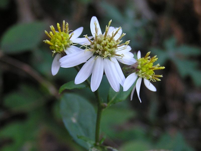 シロヨメナかな