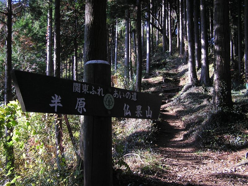 針葉樹林を登る