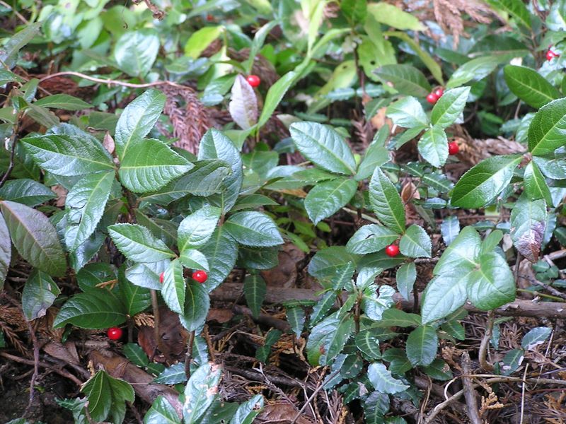 イチリョウ（一両）でしょうか